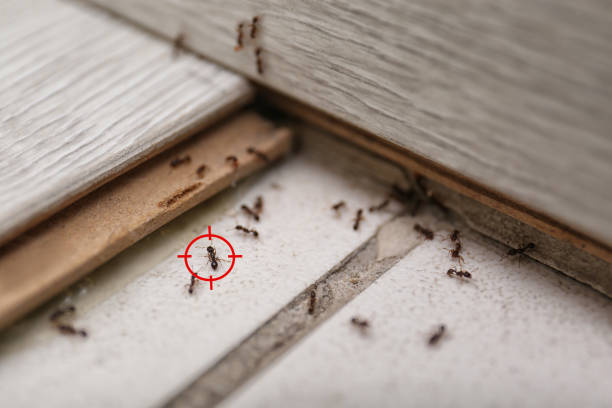 Spider Control Near Me in Greensboro, NC