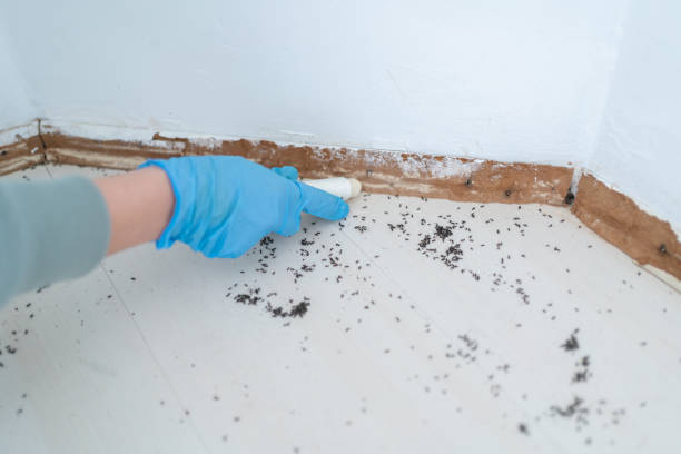 Best Wasp Removal Services  in Greensboro, NC